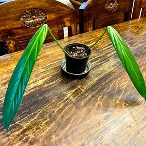 Philodendron asplundii Reserved for @Pilate333
